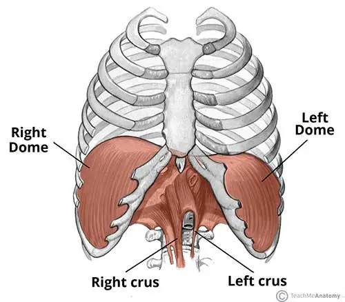 The anatomy of the diaphragm