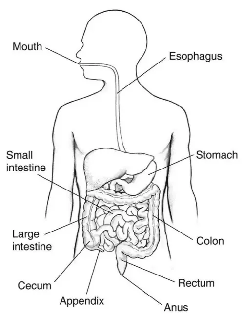 Digestive system