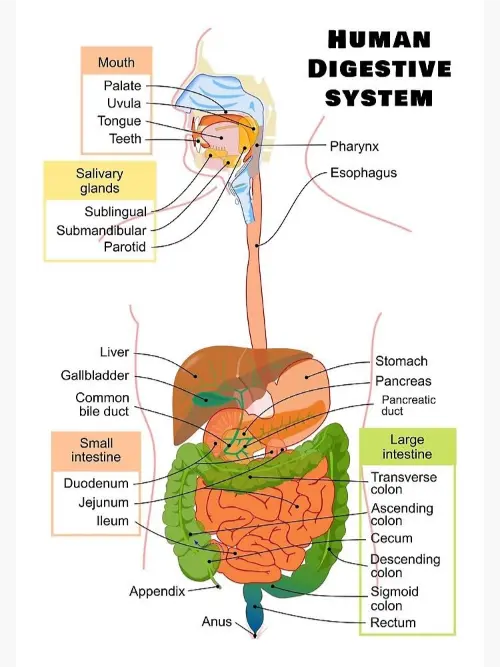 The digestive system, one of 12 in the human body
