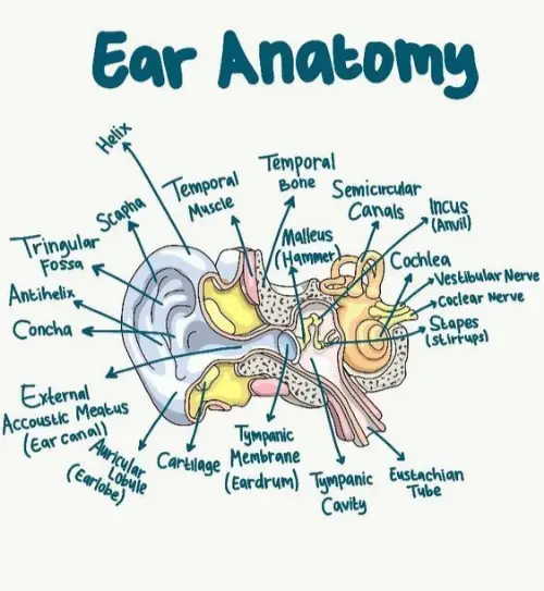 Ear anatomy