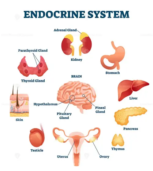 The endocrine system