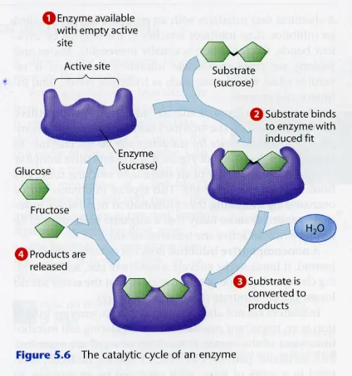 Enzyme breakdown