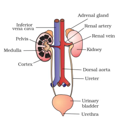 The excretory system