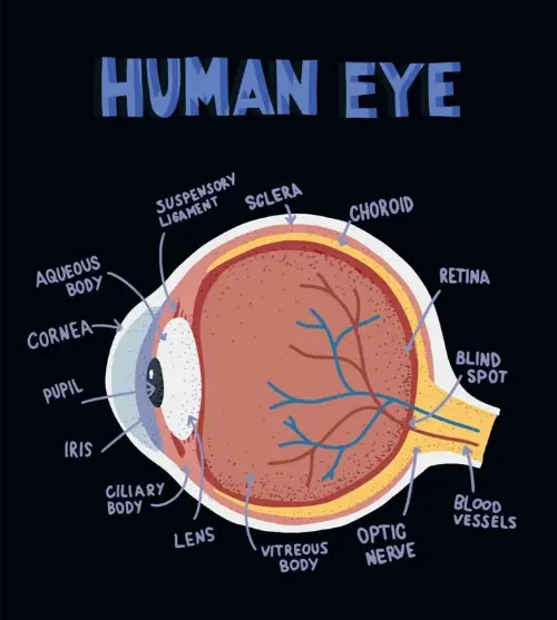 Parts of the eye