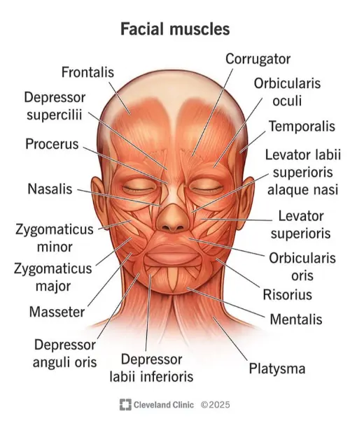 Facial muscles