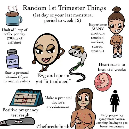 The first trimester