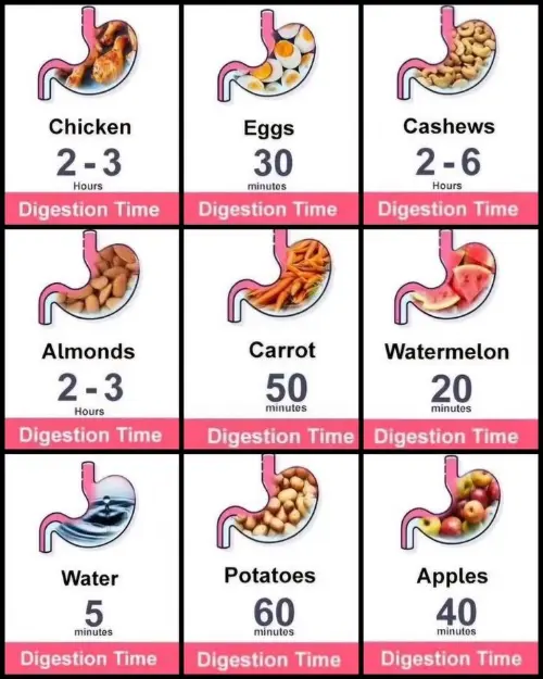 Food digestion times