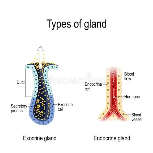 Types of glands