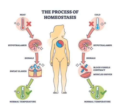 Process of homeostasis