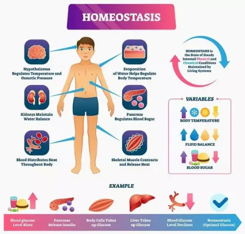 Homeostasis