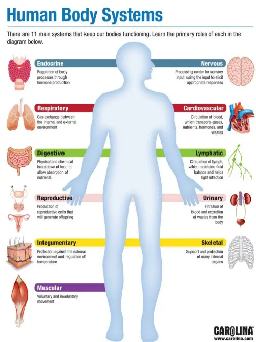 Organ systems in the human body