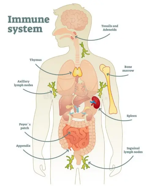The immune system