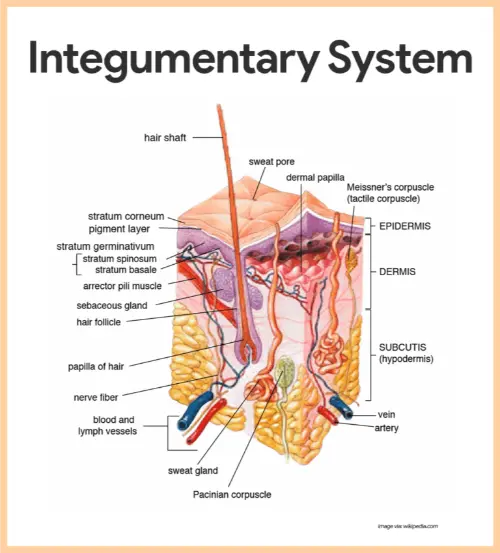 The integumentary system