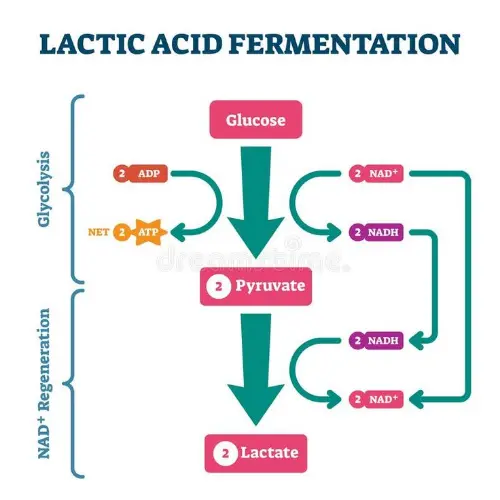 How lactic acid forms and builds up