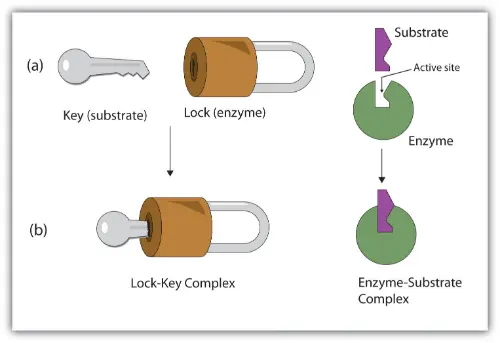Lock and key theory