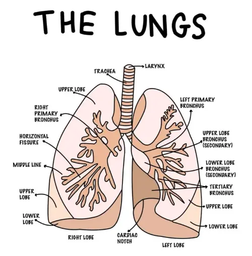Lungs anatomy
