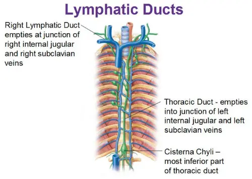 Lymph ducts anatomy