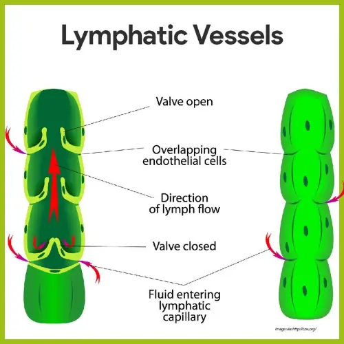 Lymph vessels anatomy