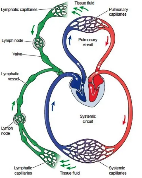 Lymphatic system function