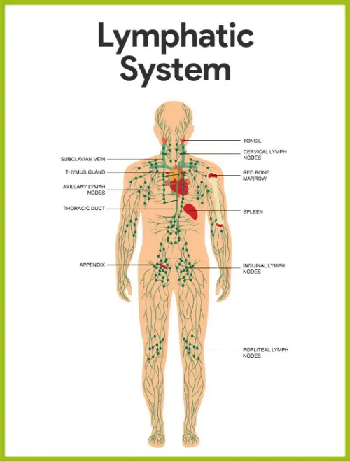 Lymphatic system