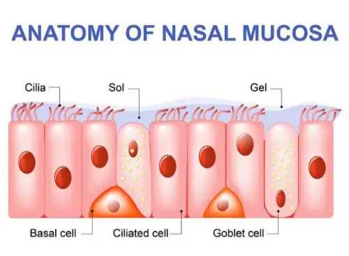 Anatomy of tear ducts