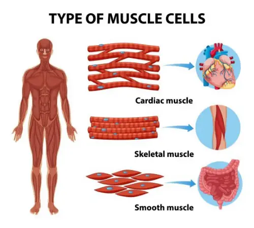 Types of muscles