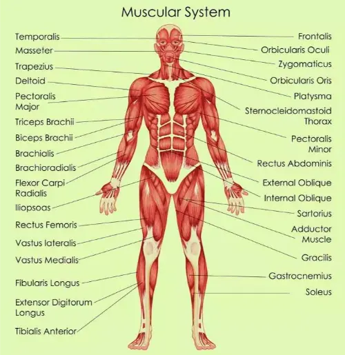 Muscular system