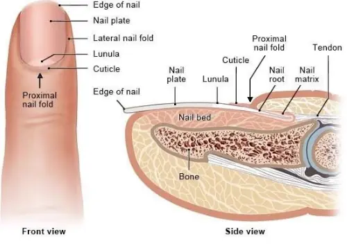 Nail anatomy