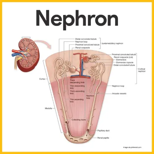 Nephrons