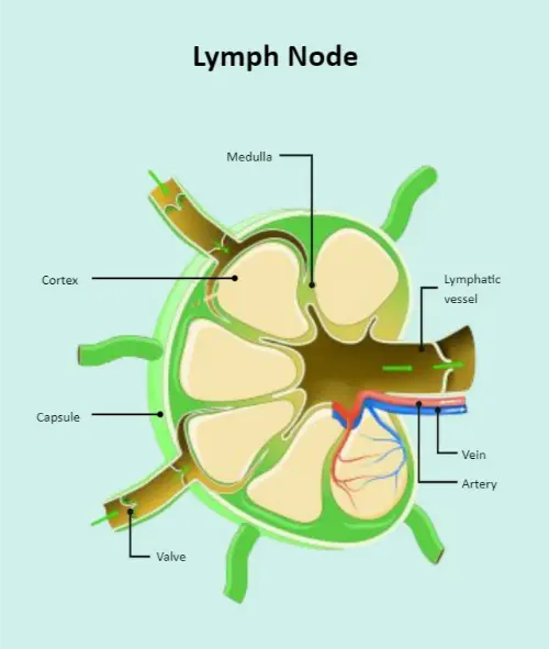 Lymph node anatomy