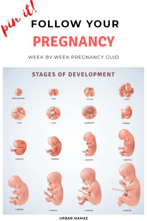 Stages of pregnancy