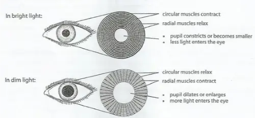 Pupil sizes change when there is more or less light