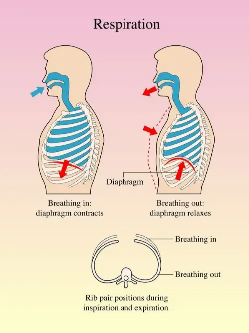 Lung respiration