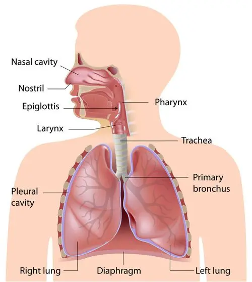 Respiratory system anatomy