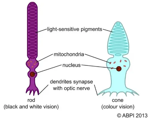 Rods and cones