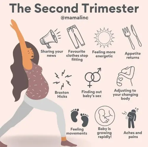 The second trimester