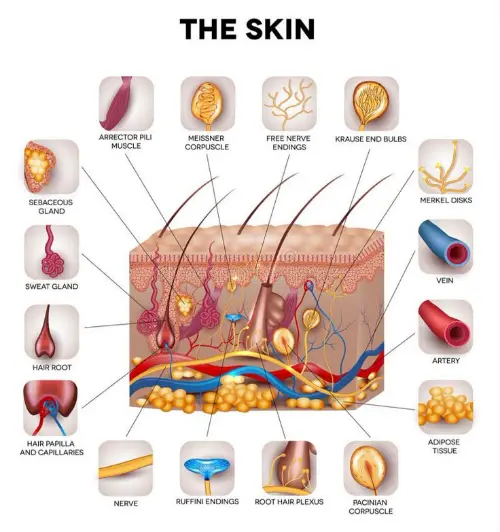 Skin anatomy
