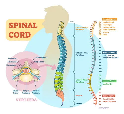 The spinal cord