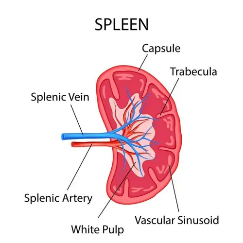 Spleen anatomy