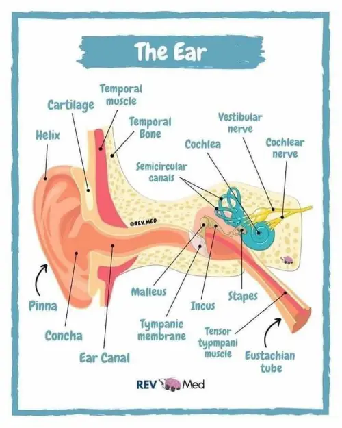 The ear anatomy