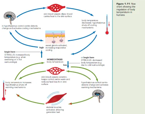 Thermoregulation