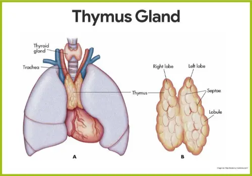 Thymus gland anatomy