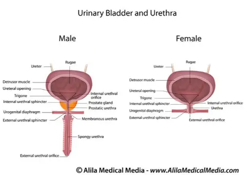 Urethra anatomy