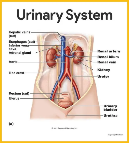 The urinary system