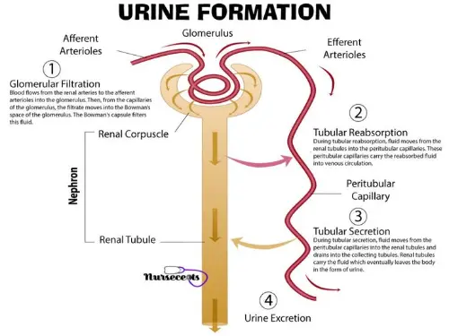 Urine formation