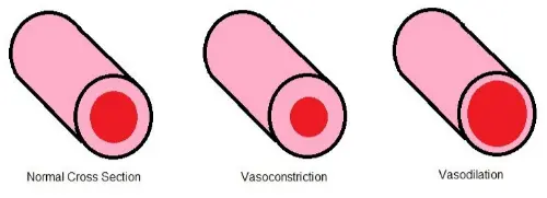 Vasodilation and vasoconstriction