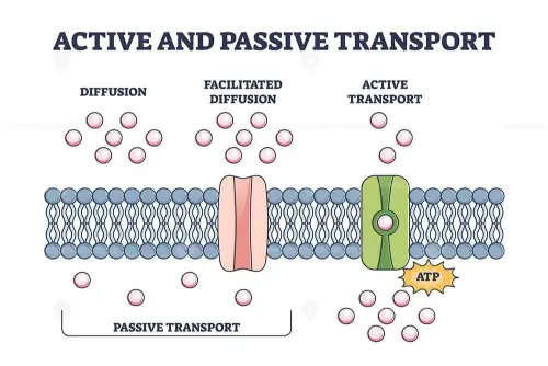 Active transport