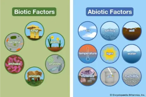 Abiotic and biotic factors
