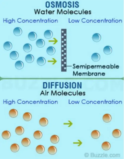 Diffusion and osmosis differences