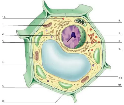 Plant cell worksheet